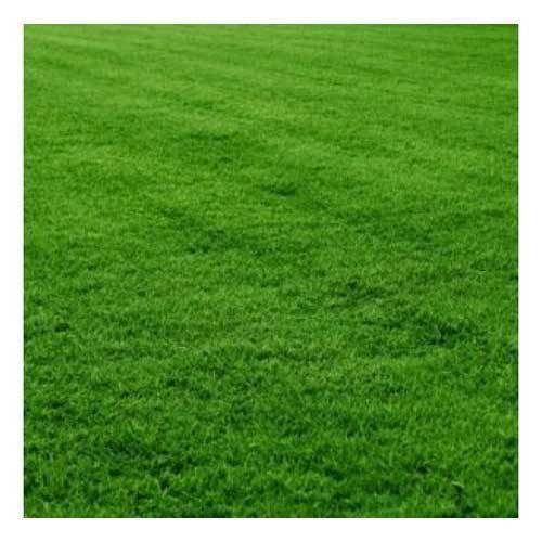 Read more about the article Mexican Grass