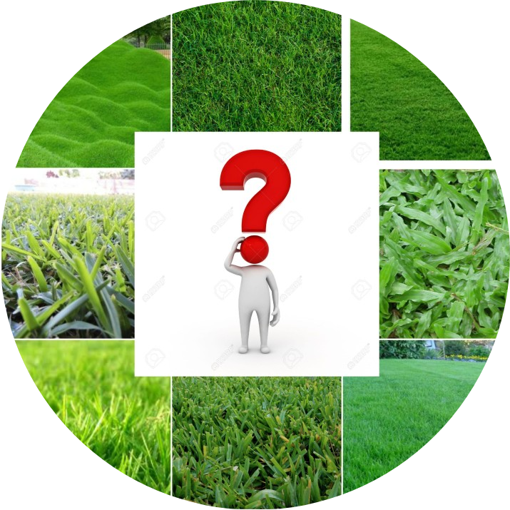 Read more about the article Which is the best lawn type for your home Garden?